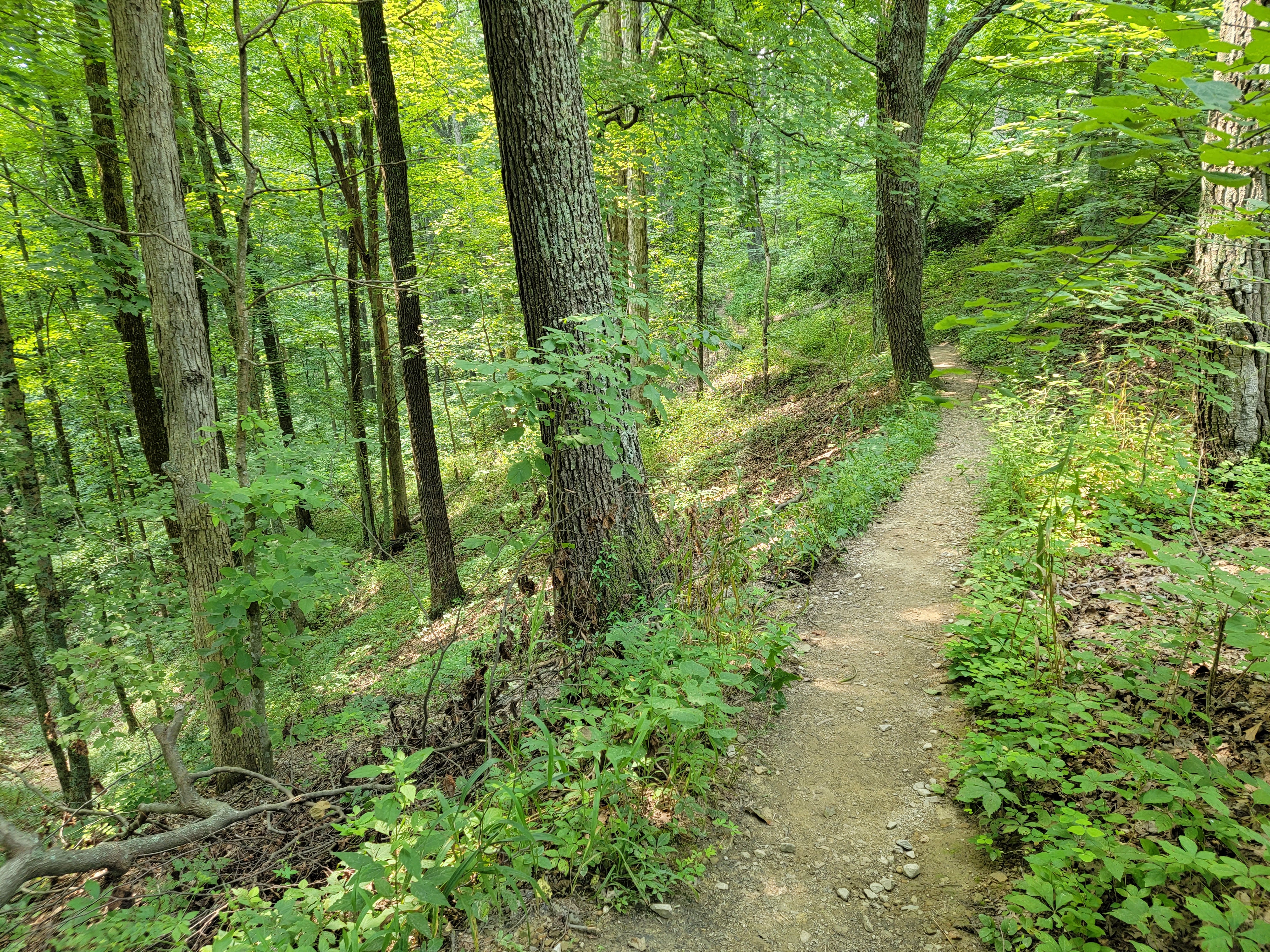 Trails - Brown County Park,